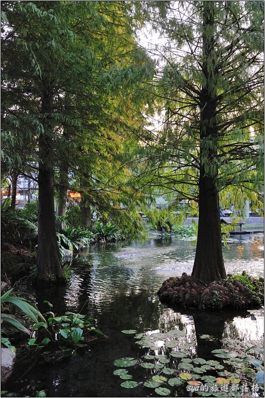 【彰化 景觀餐廳】菁芳園 落羽松林 | 歐洲般的景致