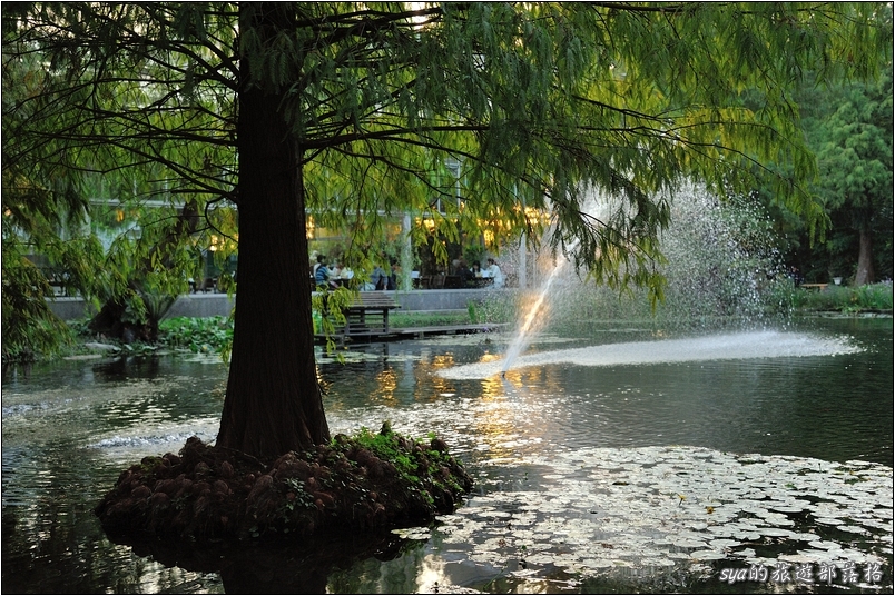 【彰化 景觀餐廳】菁芳園 落羽松林 | 歐洲般的景致