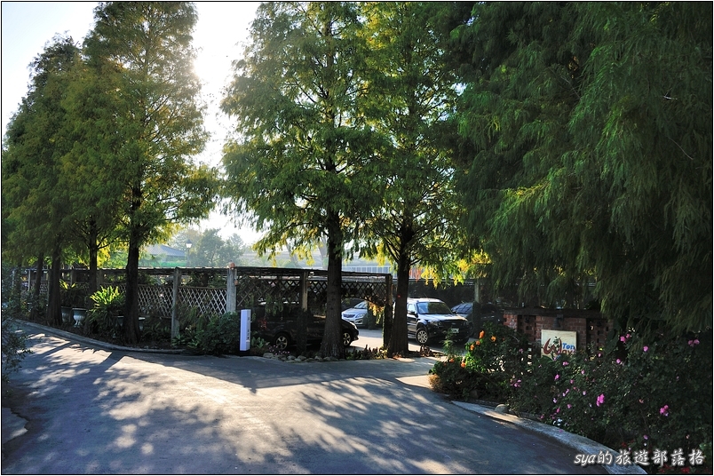 【彰化 景觀餐廳】菁芳園 落羽松林 | 歐洲般的景致