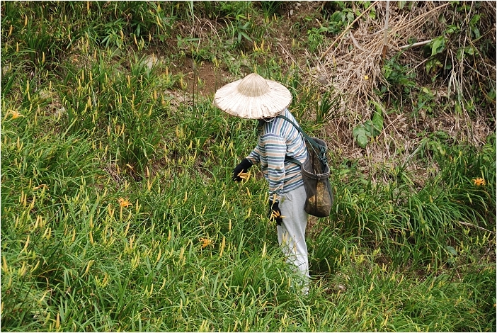 【花蓮 景點】赤科山 | 洄瀾的金色山谷