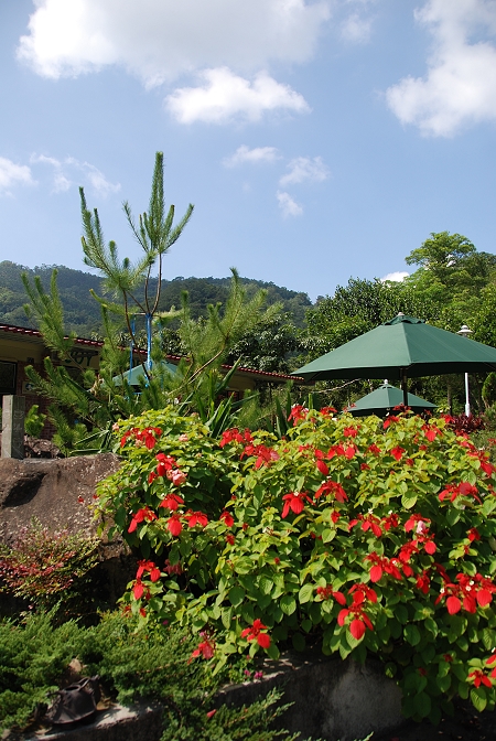 【南投 景點】 秋高氣爽採甜柚。喬園度假山莊 | 鹿窯香菇園、921地震震爆點、傾斜屋