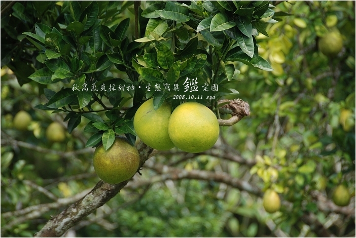 【南投 景點】 秋高氣爽採甜柚。喬園度假山莊 | 鹿窯香菇園、921地震震爆點、傾斜屋