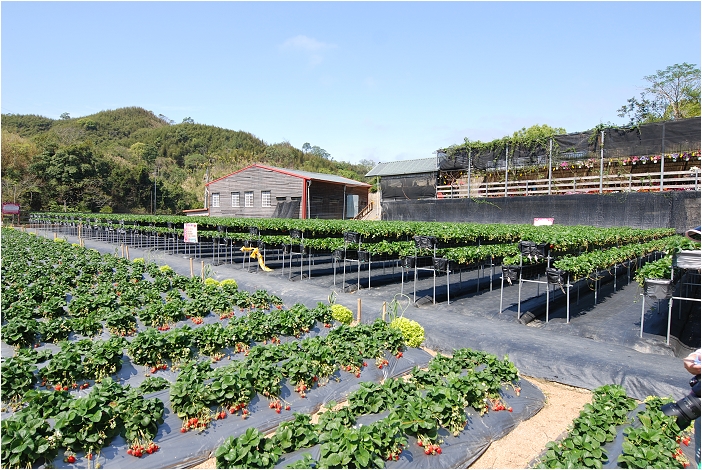 【苗栗大湖 景點】山頂果園農場 | 粉紅色的季節到大湖採草莓、神農獎獲獎果園