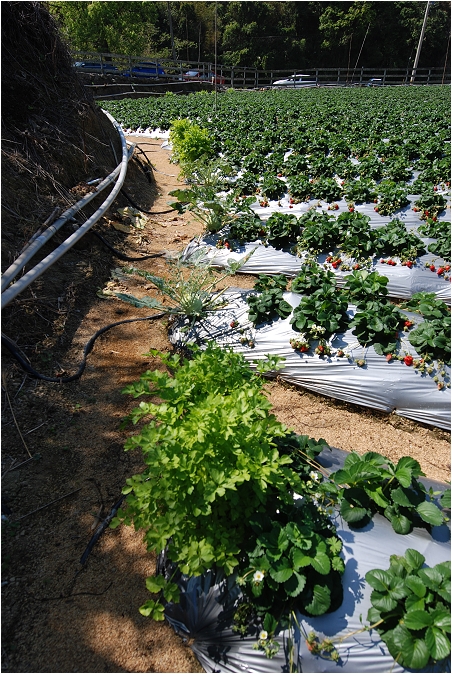 【苗栗大湖 景點】山頂果園農場 | 粉紅色的季節到大湖採草莓、神農獎獲獎果園