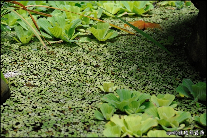 【苗栗 景點】華陶窯 | 品嚐割稻飯、大陶碗自助式午餐、漫步人文庭園