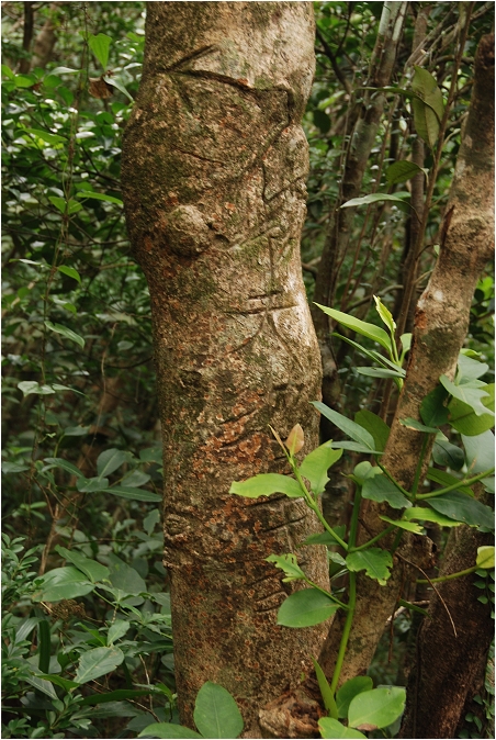 蘭嶼。天池