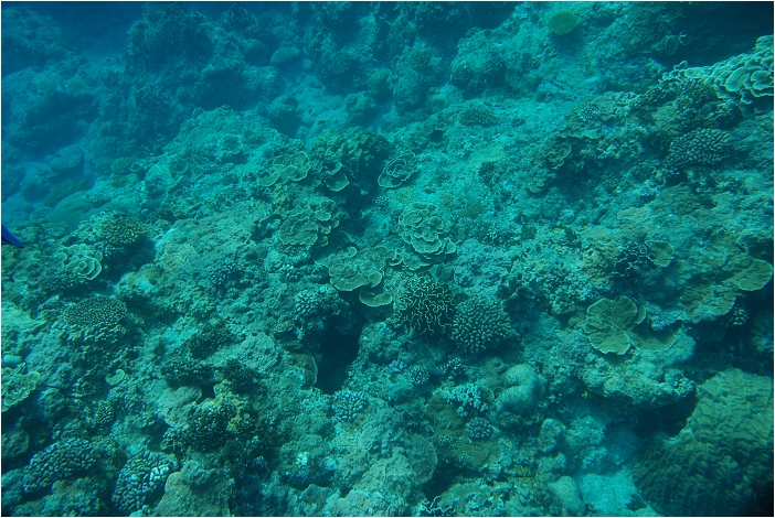 蘭嶼。海