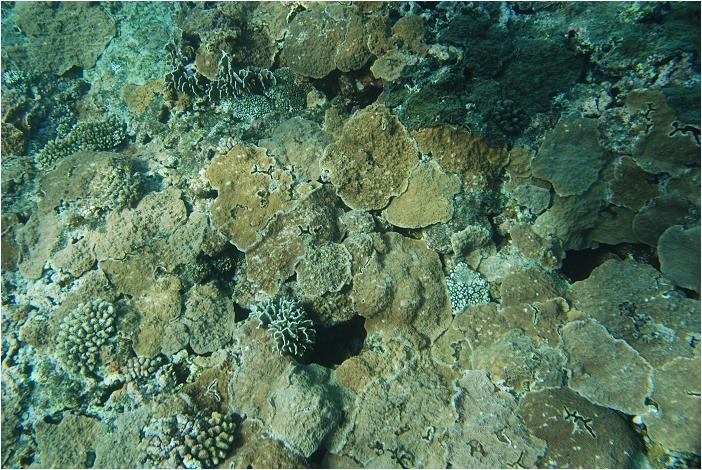 蘭嶼。海