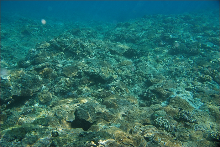 蘭嶼。海