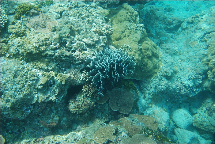 蘭嶼。海