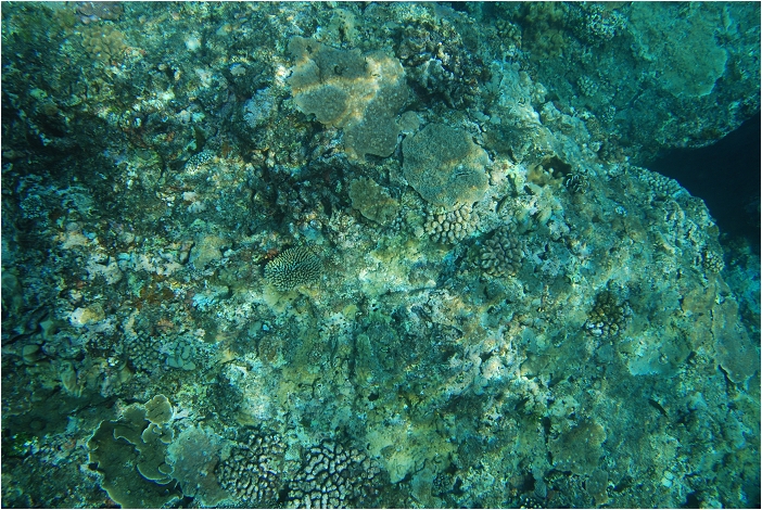 蘭嶼。海