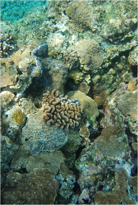 蘭嶼。海