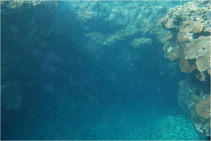 蘭嶼。海