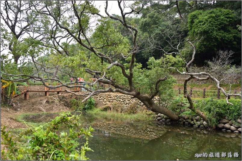 【苗栗 景點】北埔三連埤 | 埤塘農業風華