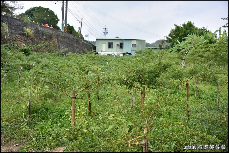 【苗栗 景點】北埔三連埤 | 埤塘農業風華