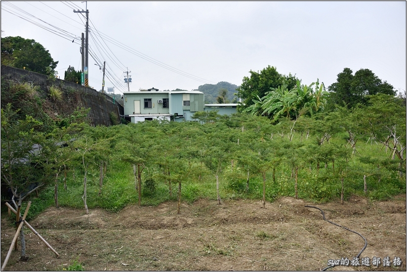 【苗栗 景點】北埔三連埤 | 埤塘農業風華