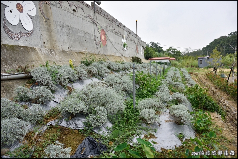 【苗栗 景點】北埔三連埤 | 埤塘農業風華