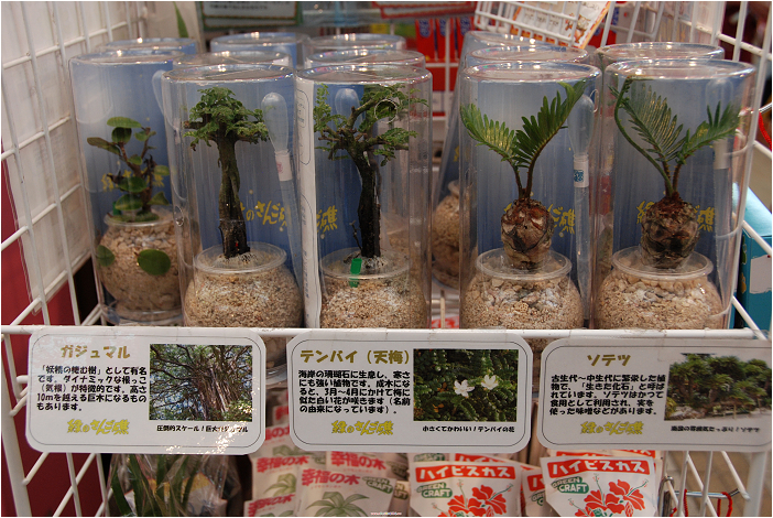 那霸 | 麗星郵輪岸上行程