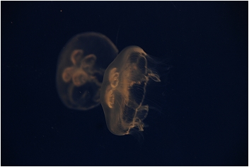 【屏東墾丁 景點】海洋生物博物館 | 欣賞藍色水底隧道、悠遊的小白鯨、大魟魚，以及夜宿海生館要注意什麼？