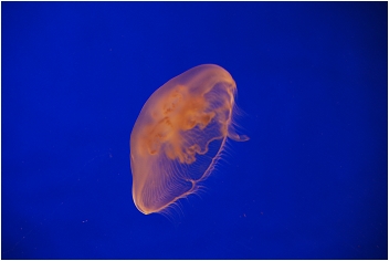 【屏東墾丁 景點】海洋生物博物館 | 欣賞藍色水底隧道、悠遊的小白鯨、大魟魚，以及夜宿海生館要注意什麼？