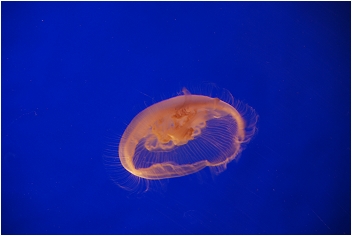 【屏東墾丁 景點】海洋生物博物館 | 欣賞藍色水底隧道、悠遊的小白鯨、大魟魚，以及夜宿海生館要注意什麼？