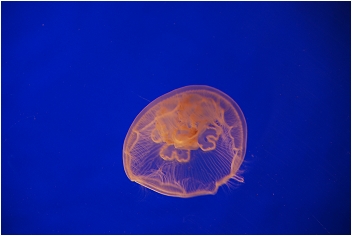 【屏東墾丁 景點】海洋生物博物館 | 欣賞藍色水底隧道、悠遊的小白鯨、大魟魚，以及夜宿海生館要注意什麼？