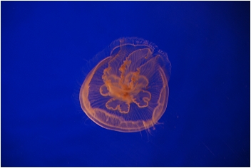 【屏東墾丁 景點】海洋生物博物館 | 欣賞藍色水底隧道、悠遊的小白鯨、大魟魚，以及夜宿海生館要注意什麼？