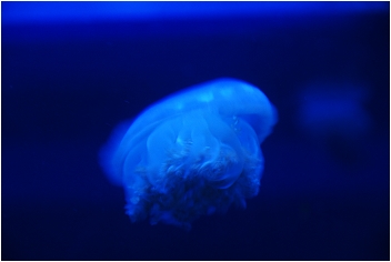 【屏東墾丁 景點】海洋生物博物館 | 欣賞藍色水底隧道、悠遊的小白鯨、大魟魚，以及夜宿海生館要注意什麼？