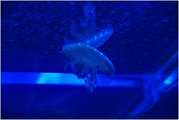 【屏東墾丁 景點】海洋生物博物館 | 欣賞藍色水底隧道、悠遊的小白鯨、大魟魚，以及夜宿海生館要注意什麼？