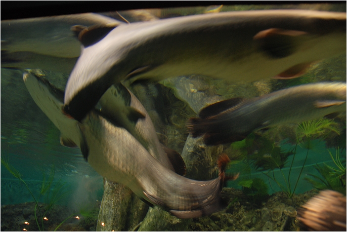 【屏東墾丁 景點】海洋生物博物館 | 欣賞藍色水底隧道、悠遊的小白鯨、大魟魚，以及夜宿海生館要注意什麼？