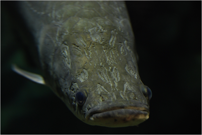 【屏東墾丁 景點】海洋生物博物館 | 欣賞藍色水底隧道、悠遊的小白鯨、大魟魚，以及夜宿海生館要注意什麼？