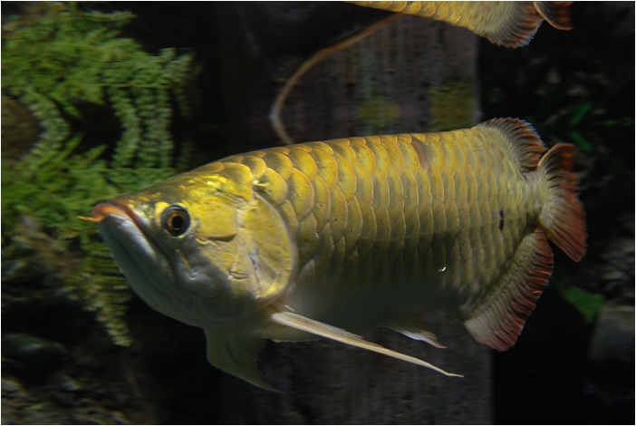 【屏東墾丁 景點】海洋生物博物館 | 欣賞藍色水底隧道、悠遊的小白鯨、大魟魚，以及夜宿海生館要注意什麼？