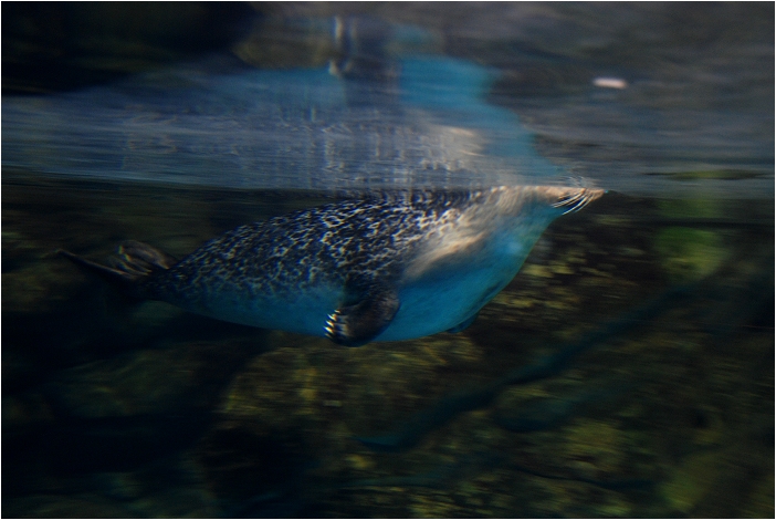 【屏東墾丁 景點】海洋生物博物館 | 欣賞藍色水底隧道、悠遊的小白鯨、大魟魚，以及夜宿海生館要注意什麼？