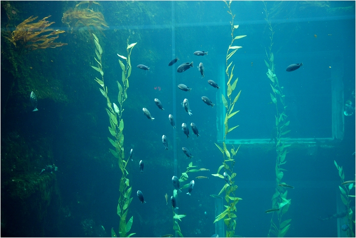 【屏東墾丁 景點】海洋生物博物館 | 欣賞藍色水底隧道、悠遊的小白鯨、大魟魚，以及夜宿海生館要注意什麼？