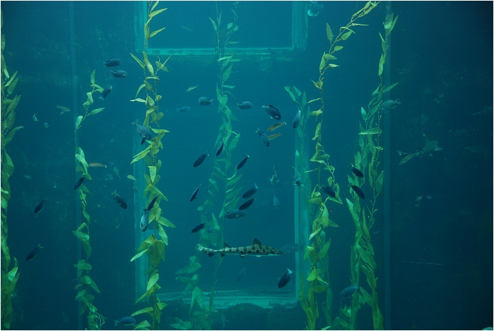 【屏東墾丁 景點】海洋生物博物館 | 欣賞藍色水底隧道、悠遊的小白鯨、大魟魚，以及夜宿海生館要注意什麼？