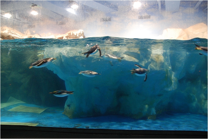 【屏東墾丁 景點】海洋生物博物館 | 欣賞藍色水底隧道、悠遊的小白鯨、大魟魚，以及夜宿海生館要注意什麼？