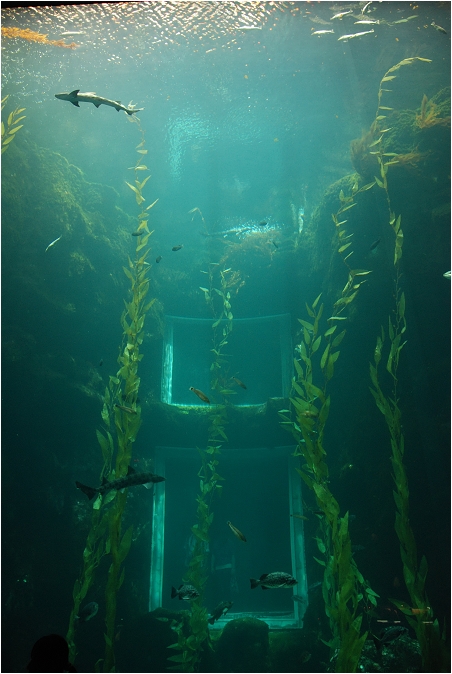 【屏東墾丁 景點】海洋生物博物館 | 欣賞藍色水底隧道、悠遊的小白鯨、大魟魚，以及夜宿海生館要注意什麼？