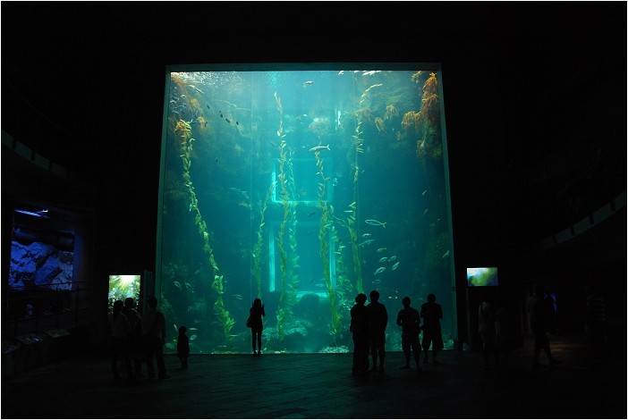 【屏東墾丁 景點】海洋生物博物館 | 欣賞藍色水底隧道、悠遊的小白鯨、大魟魚，以及夜宿海生館要注意什麼？