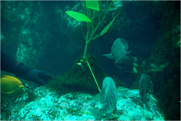 【屏東墾丁 景點】海洋生物博物館 | 欣賞藍色水底隧道、悠遊的小白鯨、大魟魚，以及夜宿海生館要注意什麼？