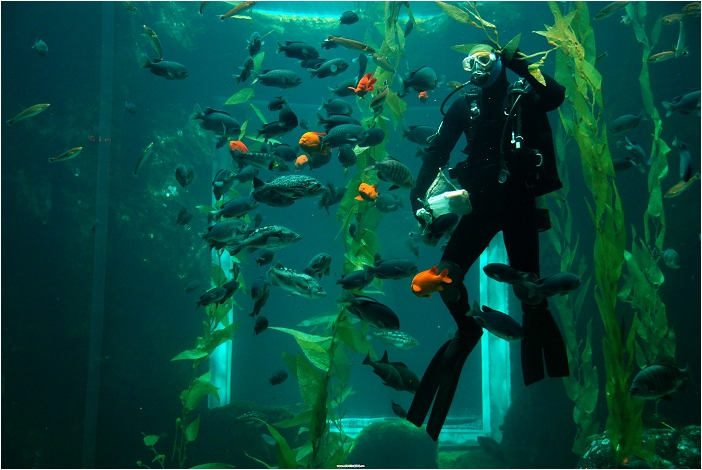【屏東墾丁 景點】海洋生物博物館 | 欣賞藍色水底隧道、悠遊的小白鯨、大魟魚，以及夜宿海生館要注意什麼？