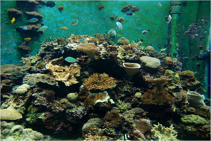 【屏東墾丁 景點】海洋生物博物館 | 欣賞藍色水底隧道、悠遊的小白鯨、大魟魚，以及夜宿海生館要注意什麼？