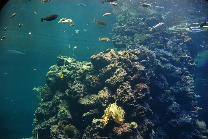 【屏東墾丁 景點】海洋生物博物館 | 欣賞藍色水底隧道、悠遊的小白鯨、大魟魚，以及夜宿海生館要注意什麼？