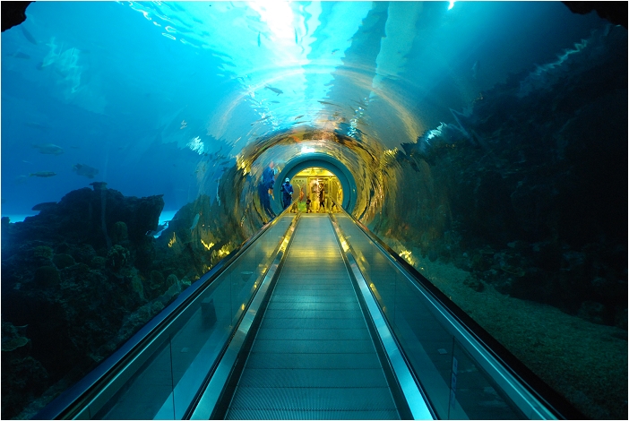 【屏東墾丁 景點】海洋生物博物館 | 欣賞藍色水底隧道、悠遊的小白鯨、大魟魚，以及夜宿海生館要注意什麼？