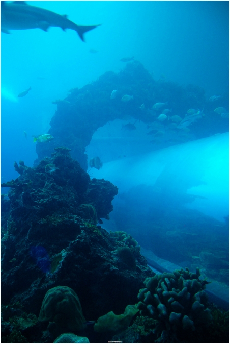【屏東墾丁 景點】海洋生物博物館 | 欣賞藍色水底隧道、悠遊的小白鯨、大魟魚，以及夜宿海生館要注意什麼？