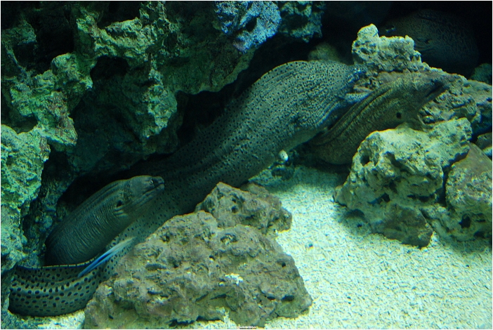 【屏東墾丁 景點】海洋生物博物館 | 欣賞藍色水底隧道、悠遊的小白鯨、大魟魚，以及夜宿海生館要注意什麼？