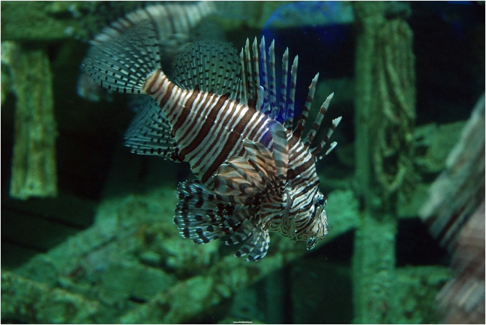 【屏東墾丁 景點】海洋生物博物館 | 欣賞藍色水底隧道、悠遊的小白鯨、大魟魚，以及夜宿海生館要注意什麼？