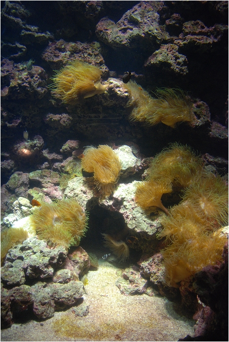 【屏東墾丁 景點】海洋生物博物館 | 欣賞藍色水底隧道、悠遊的小白鯨、大魟魚，以及夜宿海生館要注意什麼？
