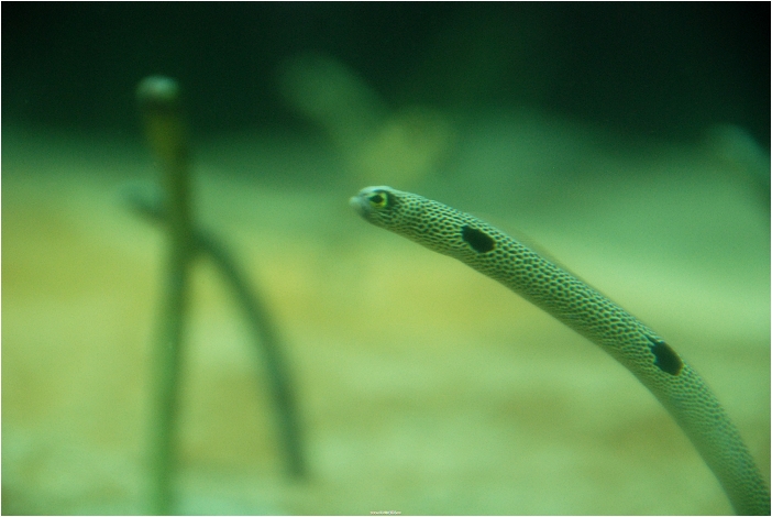 【屏東墾丁 景點】海洋生物博物館 | 欣賞藍色水底隧道、悠遊的小白鯨、大魟魚，以及夜宿海生館要注意什麼？
