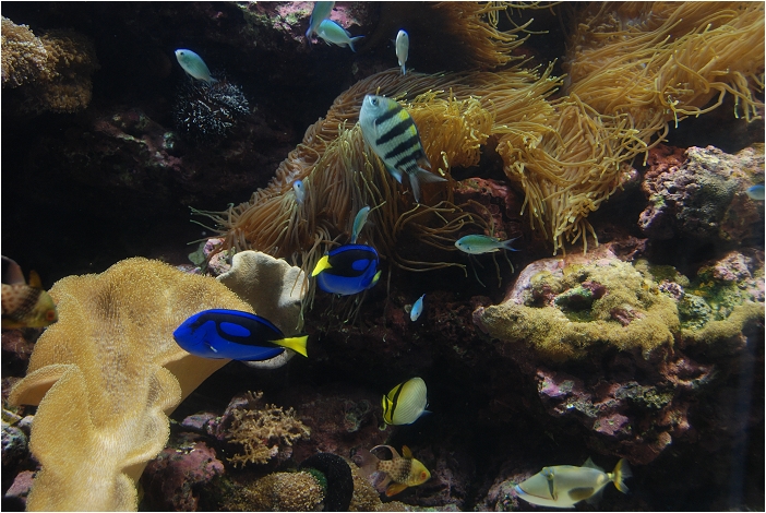 【屏東墾丁 景點】海洋生物博物館 | 欣賞藍色水底隧道、悠遊的小白鯨、大魟魚，以及夜宿海生館要注意什麼？