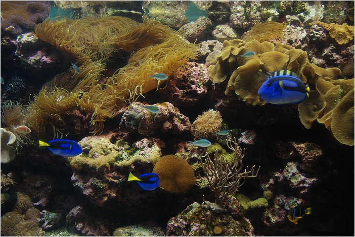 【屏東墾丁 景點】海洋生物博物館 | 欣賞藍色水底隧道、悠遊的小白鯨、大魟魚，以及夜宿海生館要注意什麼？